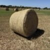 Hay Coastal